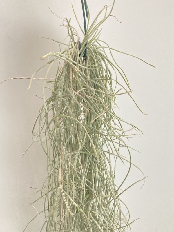 1957 Tillandsia usneoides var. Capellini ティランジア ウスネオイデス var. カッペリーニ 第四種郵便無料 エアープランツ チランジア_画像6