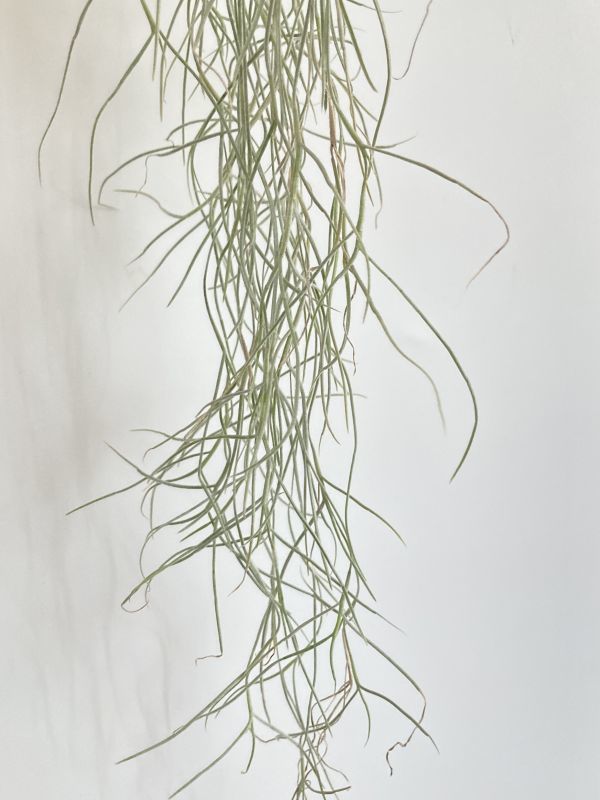 1957 Tillandsia usneoides var. Capellini ティランジア ウスネオイデス var. カッペリーニ 第四種郵便無料 エアープランツ チランジア_画像5