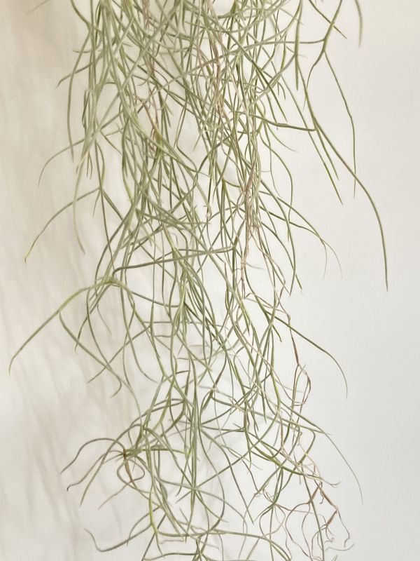 1962 Tillandsia usneoides var. Capellini ティランジア ウスネオイデス var. カッペリーニ 第四種郵便無料 エアープランツ チランジア_画像8