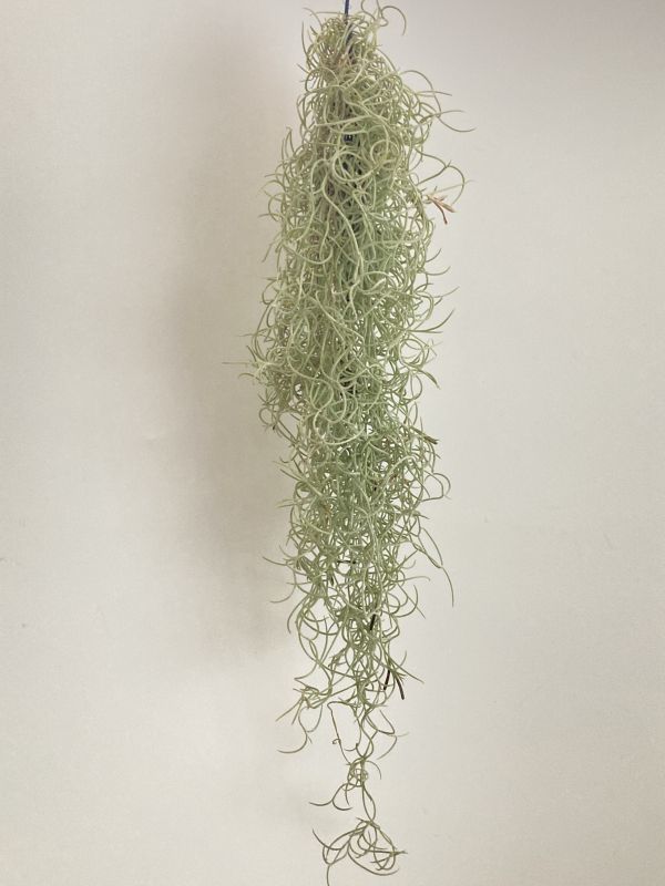 【 広報用 】 1円スタート !! 1972 Tillandsia usneoides var. Curly ティランジア ウスネオイデス var. カーリー エアプランツ チランジア_画像1