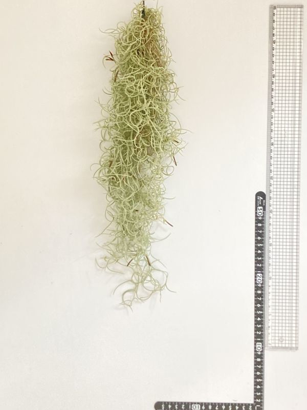 【 広報用 】 1円スタート !! 1972 Tillandsia usneoides var. Curly ティランジア ウスネオイデス var. カーリー エアプランツ チランジア_画像6