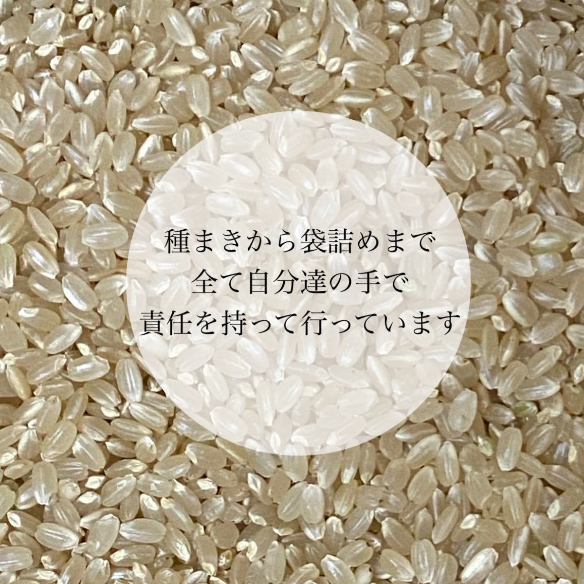 27kgx12回 玄米 白米 令和4年産 無洗米 今ずり米 コシヒカリ 減農薬 ...