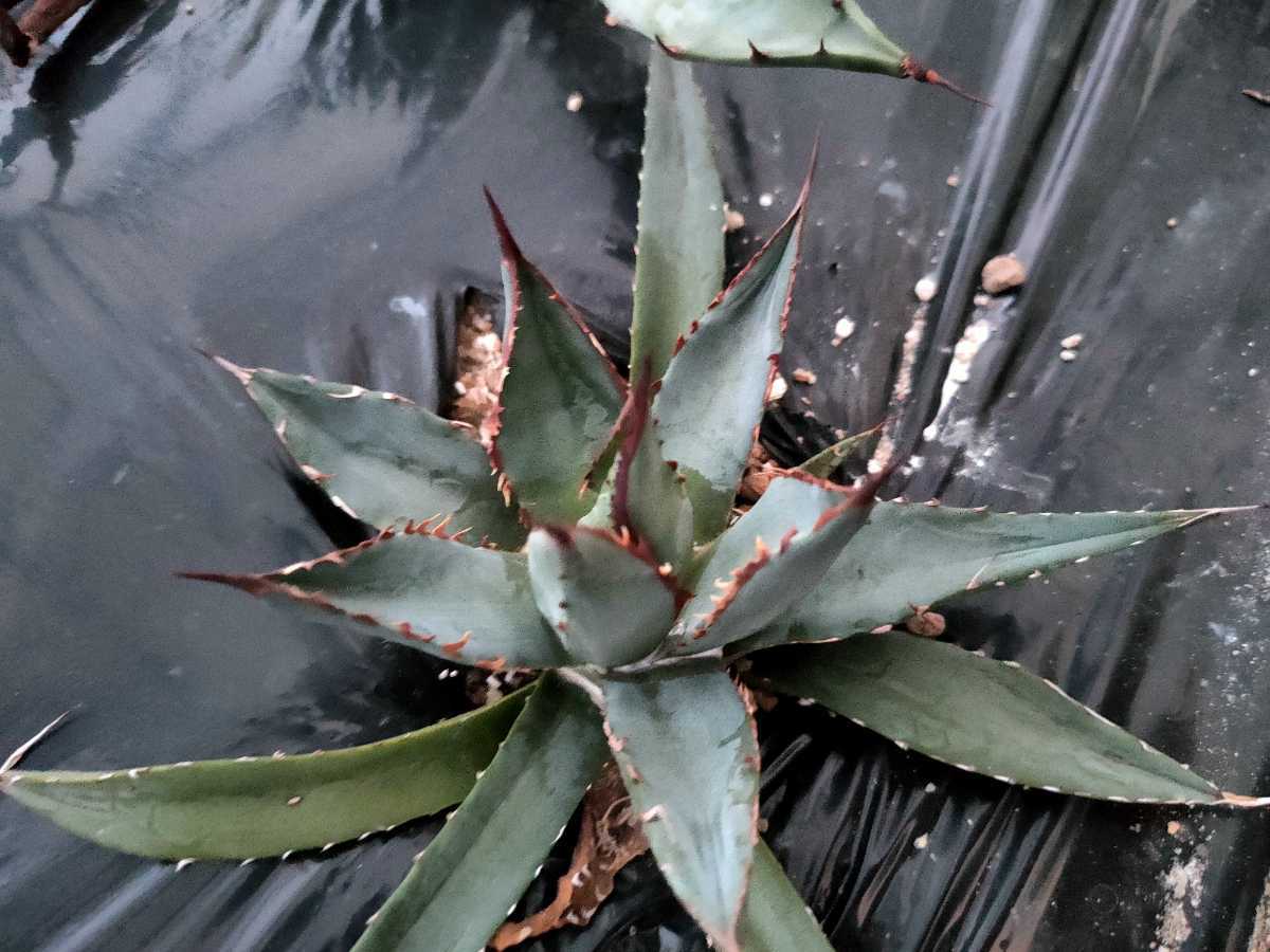 アガベ ハイブリッド AGAVE HYBRID アガベ アリゾニカ Agave arizonica toumeyanaとchrysanthaとの自然交配種 子株出品01_画像2