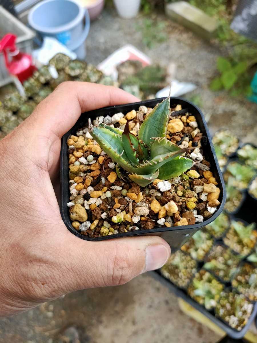 ○特殊○ アガベ チタノタ US ノーネーム ムチムチ 子株
