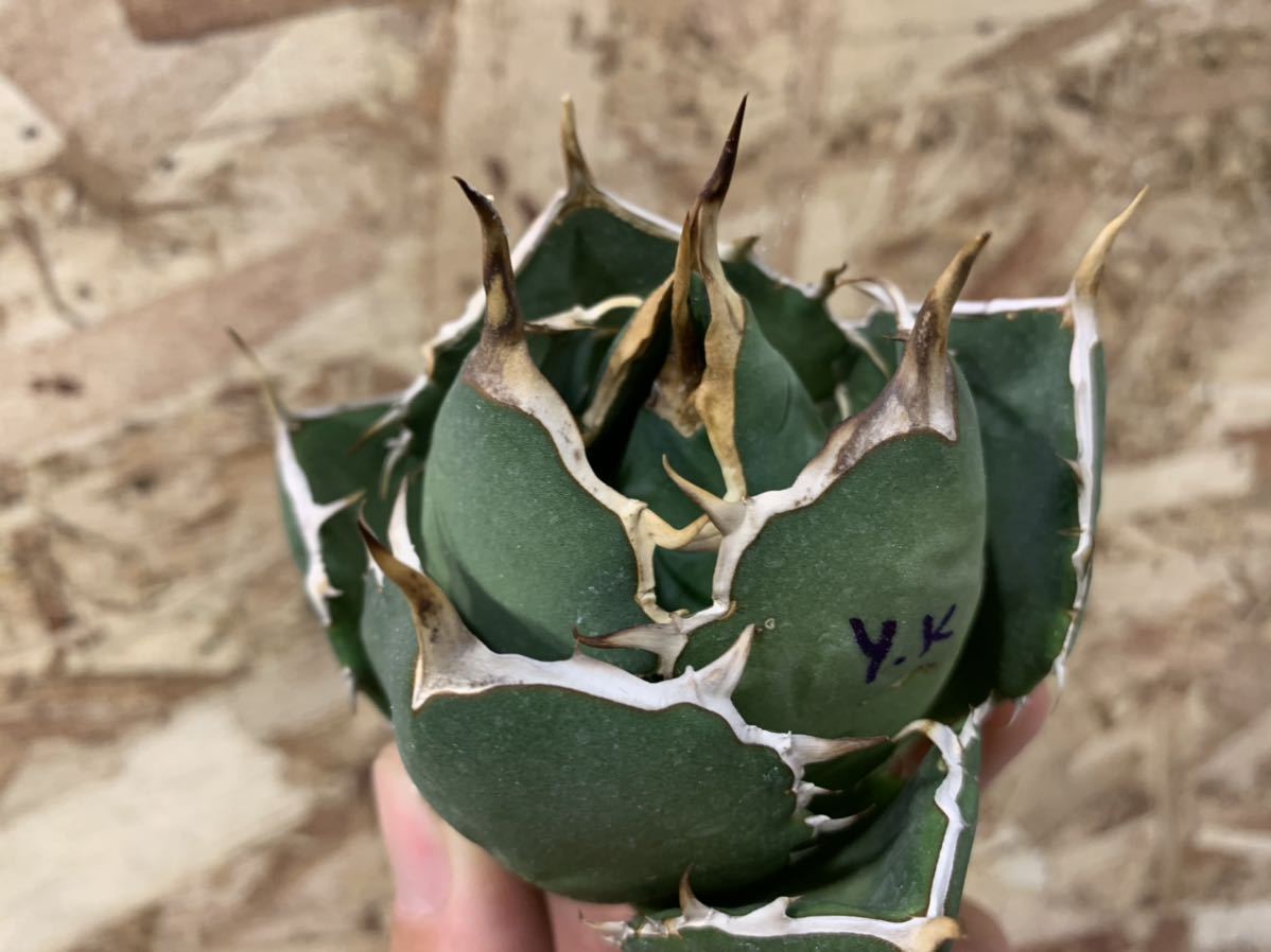 Y.k01 チタノタ titanota アガベ agave ベアルート イラン産 検索 