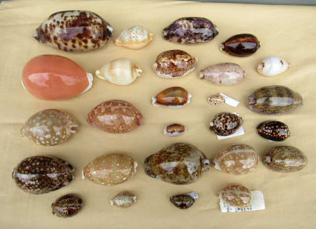 ■タカラガイ 貝殻 まとめて その1■大きい 貝 標本 か-17