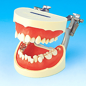  brush teeth guidance . model PE-STP001 tooth . model tooth . sanitation . sample sample .. vessel ske-la-b lashing puller k control tooth ...2
