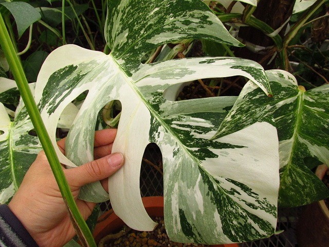 ハワイ産の極麗白斑 Monstera Deliciosa ボルシギアナ Borsigana Hawaii モンステラ Albovariegata Lespetitesfolieshome Com ハワイ産の極麗白斑 Monstera Deliciosa ボルシギアナ Borsigana Hawaii モンステラ Albovariegata Lespetitesfolieshome Com