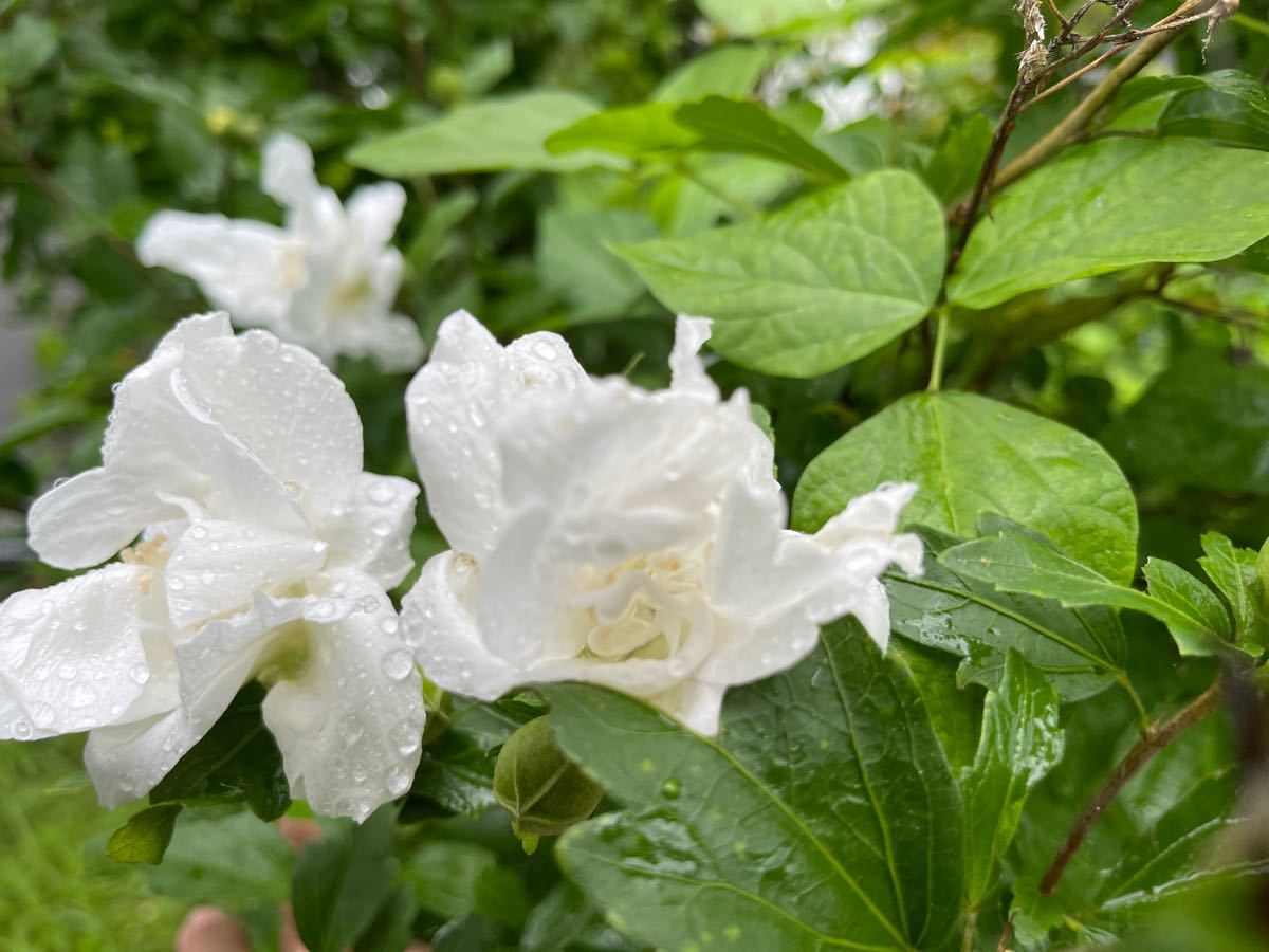 むくげ　木槿　バニラアイス　挿し穂　8本　■送料無料　夏の木　夏の花　上品　純粋色　白い花　低木　暫定