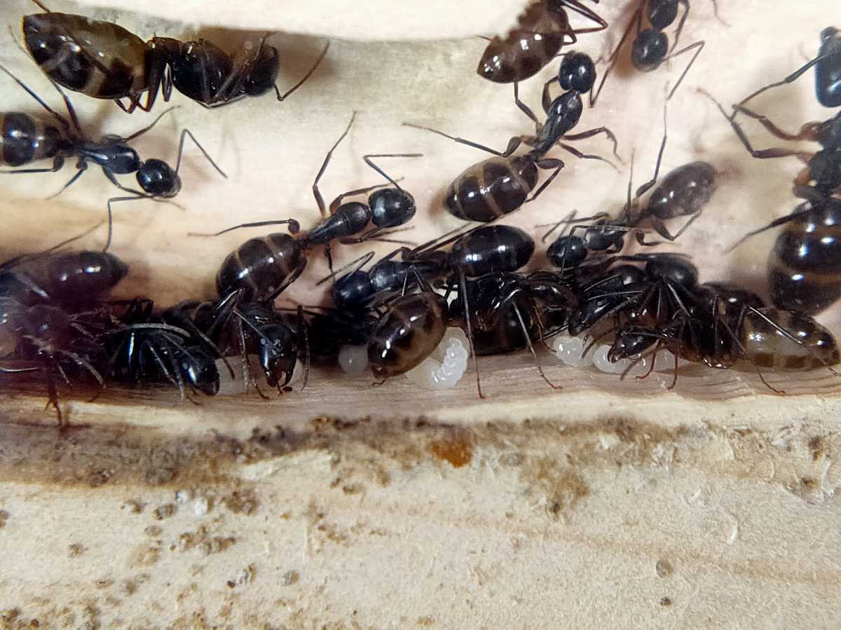 ヒメアリ 女王アリ40匹以上のコロニー 石膏巣+餌場付き | www