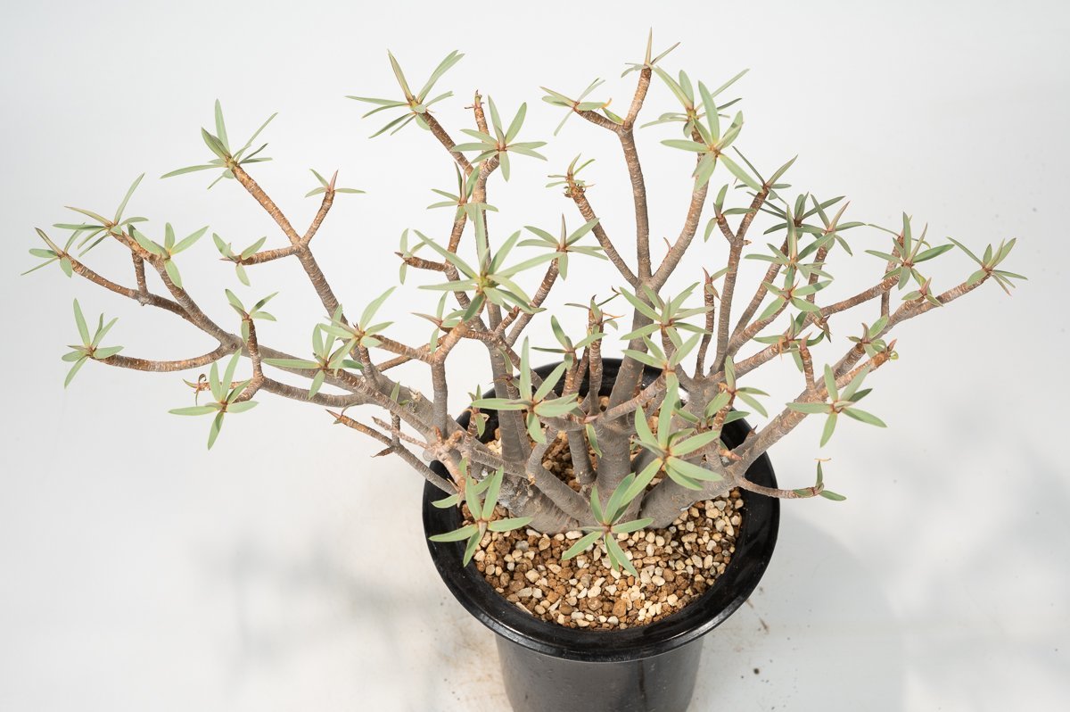 ユーフォルビア バルサミフェラ Euphorbia 美株 - expertspanel.in