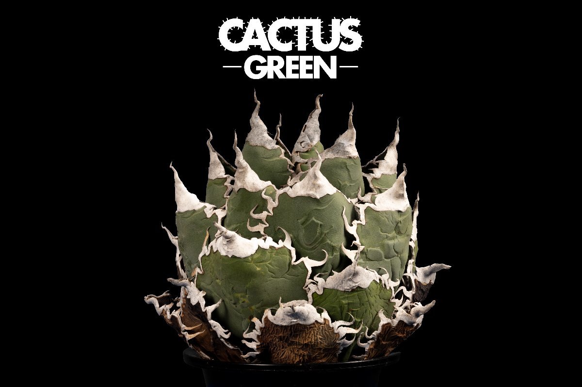 7 Agave super titanota アガベ スーパー チタノタ /CACTUS GREEN