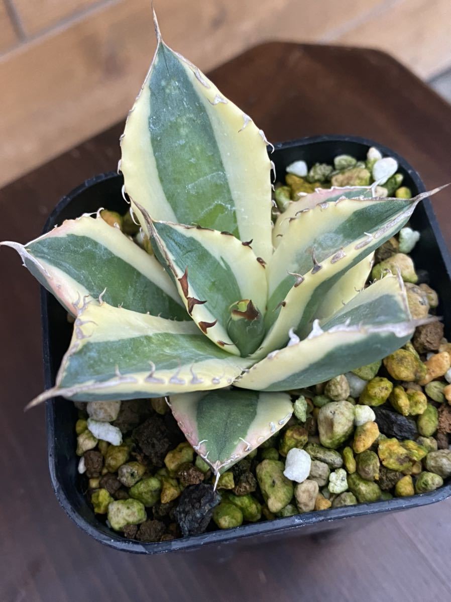 Agave titanota “snaggletooth” アガベ スナグルトゥース | chiptuning