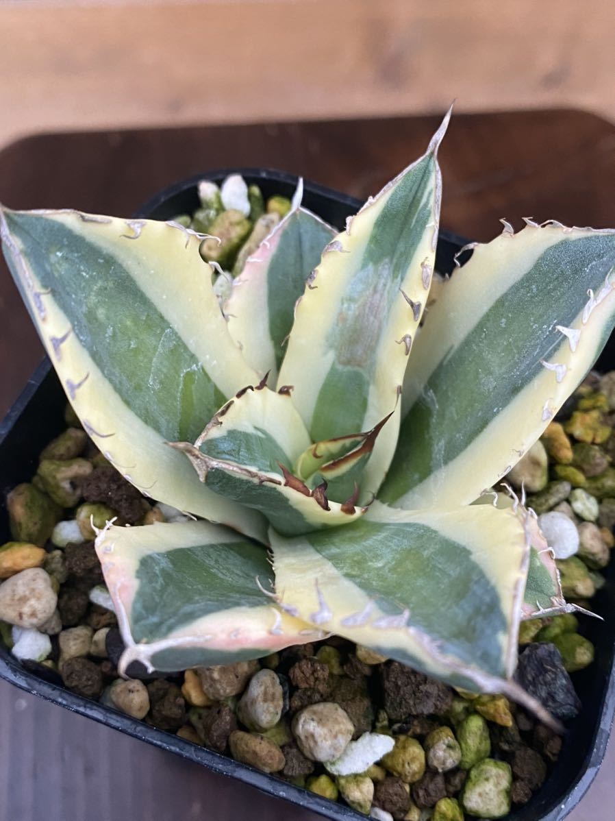 Agave titanota “snaggletooth” アガベ スナグルトゥース