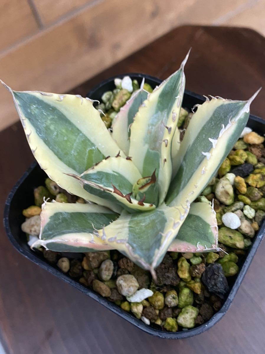 Agave titanota “snaggletooth” アガベ スナグルトゥース | cipelici