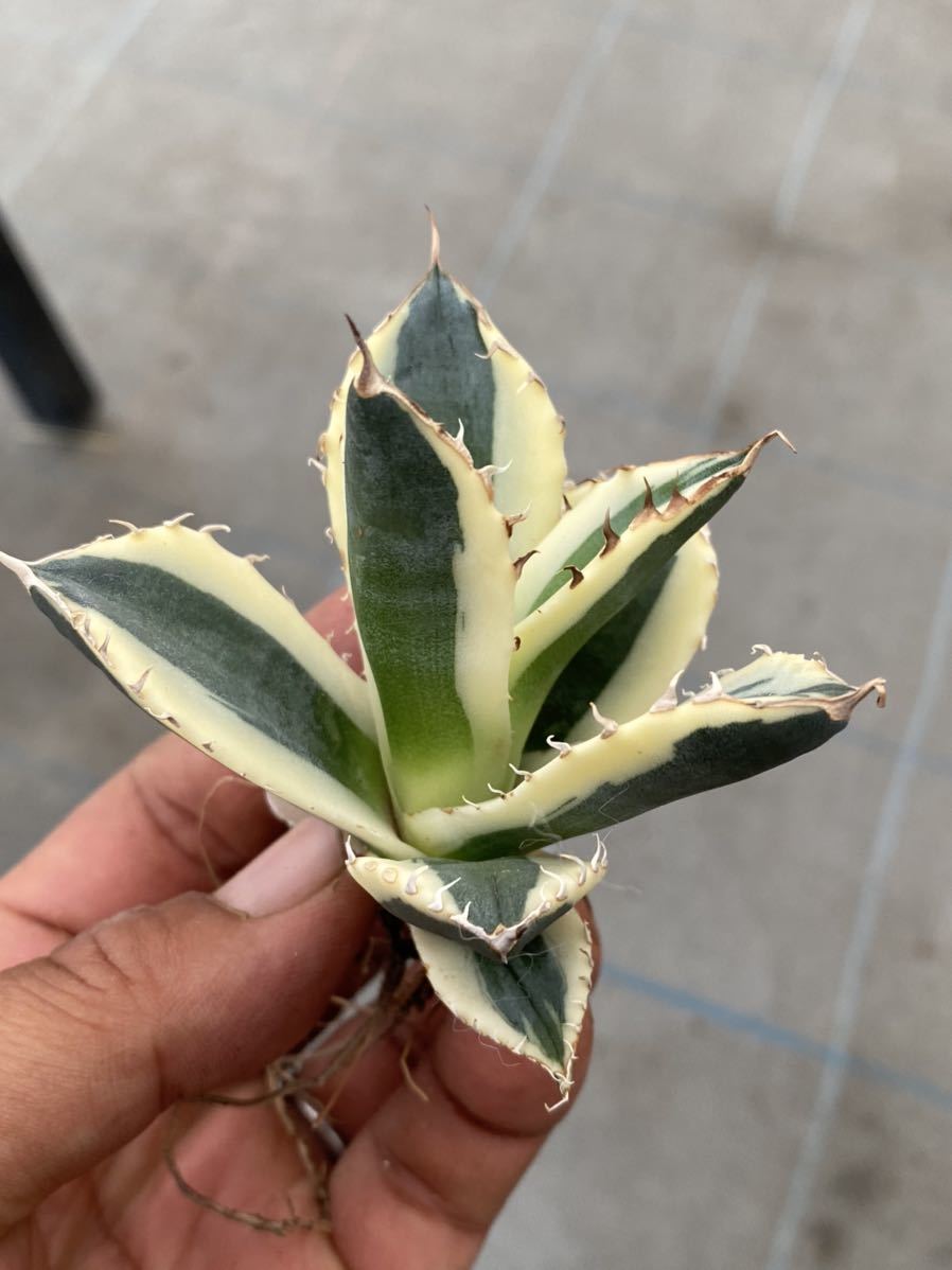 Agave titanota “snaggle tooth” 01 アガベ チタノタ スナグルトゥース
