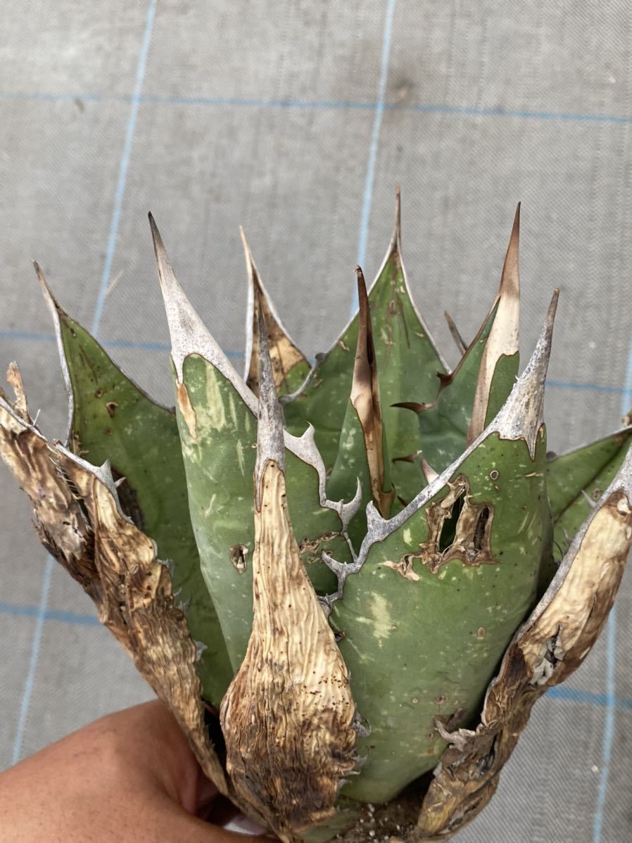 Yahoo!オークション   Agave oteroi Oaxaca産 アガベ オテ