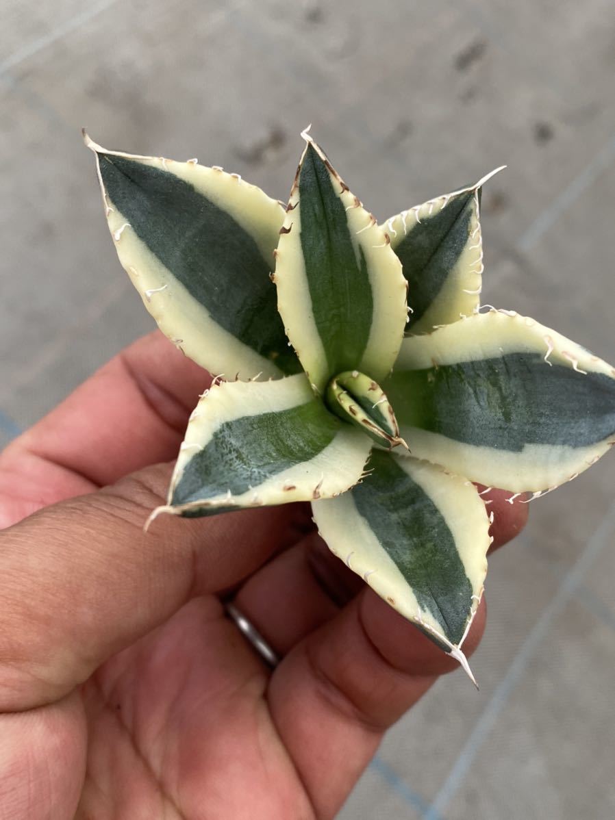 Agave titanota “snaggle tooth” 01 アガベ チタノタ スナグルトゥース