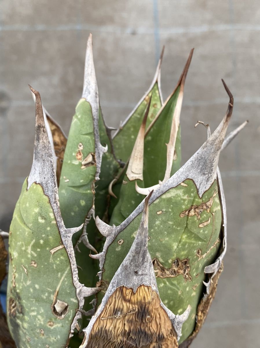 Agave oteroi Oaxaca産06アガベ オテロイ オアハカ bprsubang.com