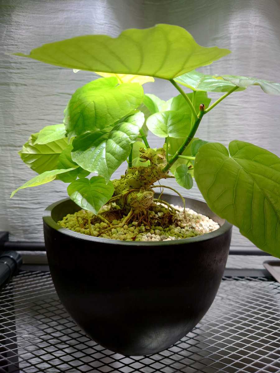 2 フィカス ウンベラータ 盆栽 観葉植物 (検索 塊根植物 多肉植物