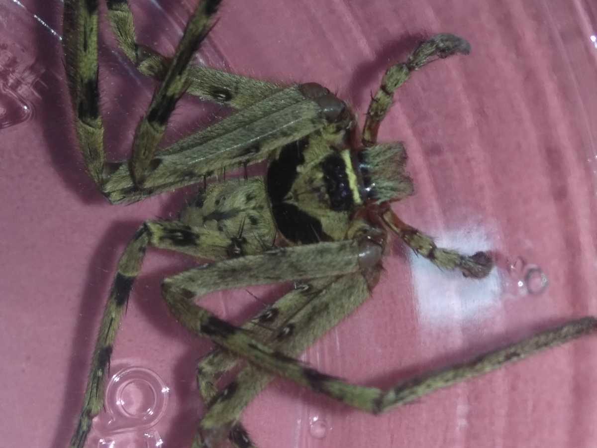 アシダカグモ軍曹 1匹 超特大サイズのオス 蜘蛛 クモ 繁殖用のオスに 大きなサイズのゴキブリも退治してくれます その他 売買されたオークション情報 Yahooの商品情報をアーカイブ公開 オークファン Aucfan Com