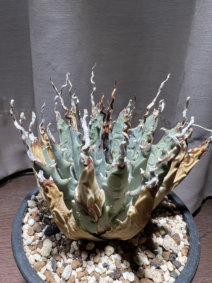 極上株陽炎 アガベ ユタエンシス エボリスピナ Agave uthaensis var