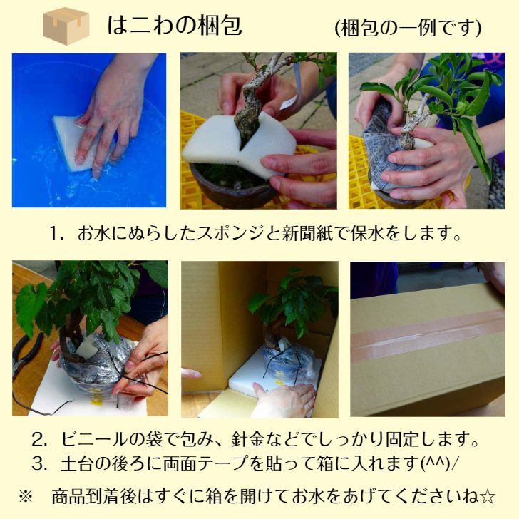 盆栽 木通 あけび Akebia quinata アケビ 五ッ葉 つる性 アケビ科