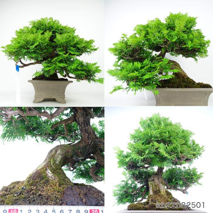 盆栽 津山桧 高級盆栽 樹高 約30cm つやまひのき Chamaecyparis Obtusa