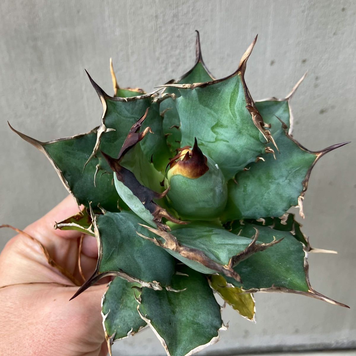 チタノタ no name EU輸入 アガベ agave titanota オテロイ② | en