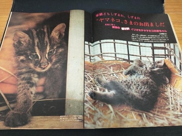 Asahi Graph 1979 Showa era 54 year 7.20 cat group. super VIPi rio moteyama cat cover /i rio moteyama cat. baby 