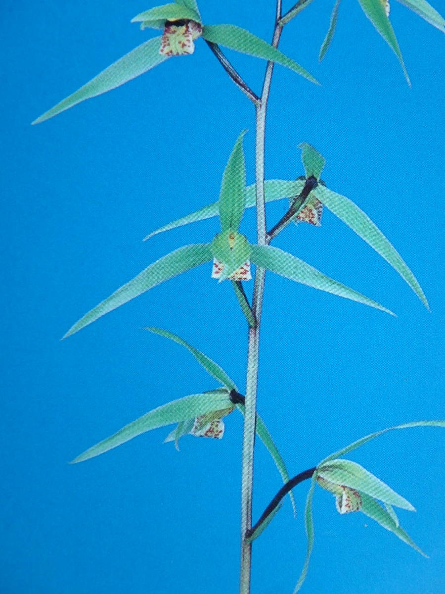 ◇◇ ZZ-8 土佐寒蘭 登録品種 【聖鳥】 1級品 3本立ち : ◇◇ ZZ-8 土佐寒蘭 登録品種 【聖鳥】 1級品 3本立ち :