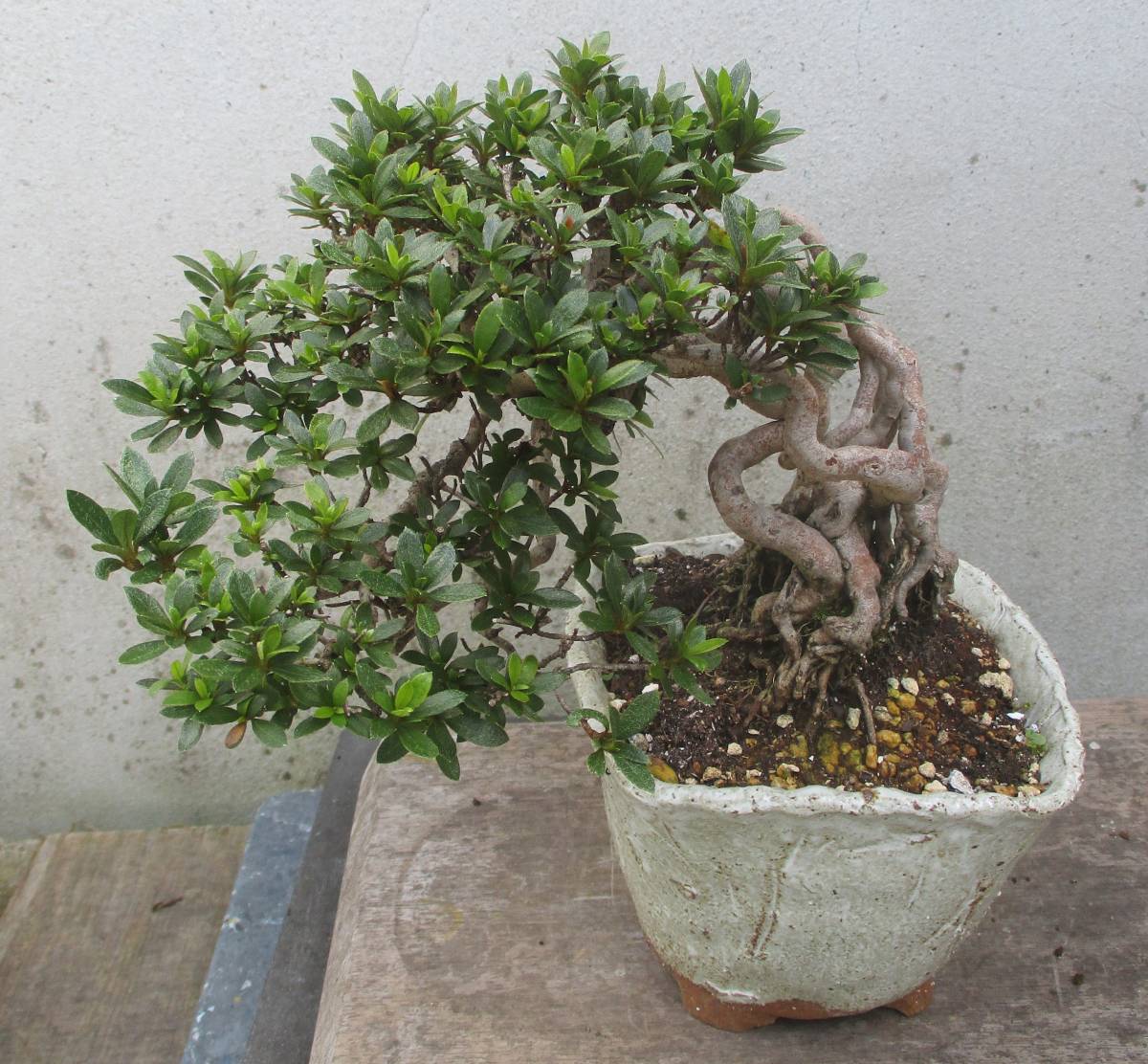 根上がり さつき盆栽 ◇白寿の光◇ 鉢 14×14cm 根上がり さつき盆栽 ◇白寿の光◇ 鉢 14×14cm