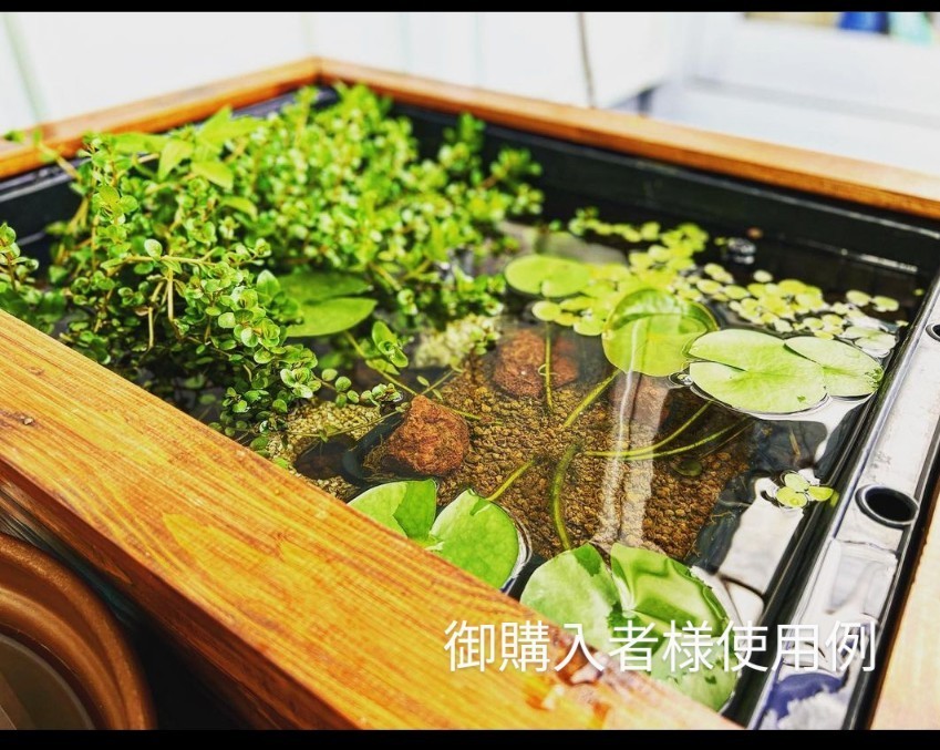 60㍑タイプ ビオトープ メダカ・金魚 他 飼育セット トロ舟 60㍑タイプ ビオトープ メダカ・金魚 他 飼育セット トロ舟