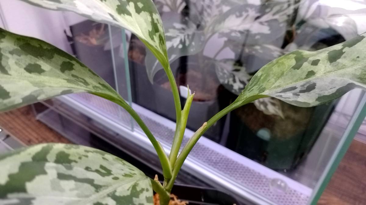 Yahoo!オークション - 【LA便 白鯨】Aglaonema pictum A 白鯨 Aceh sum