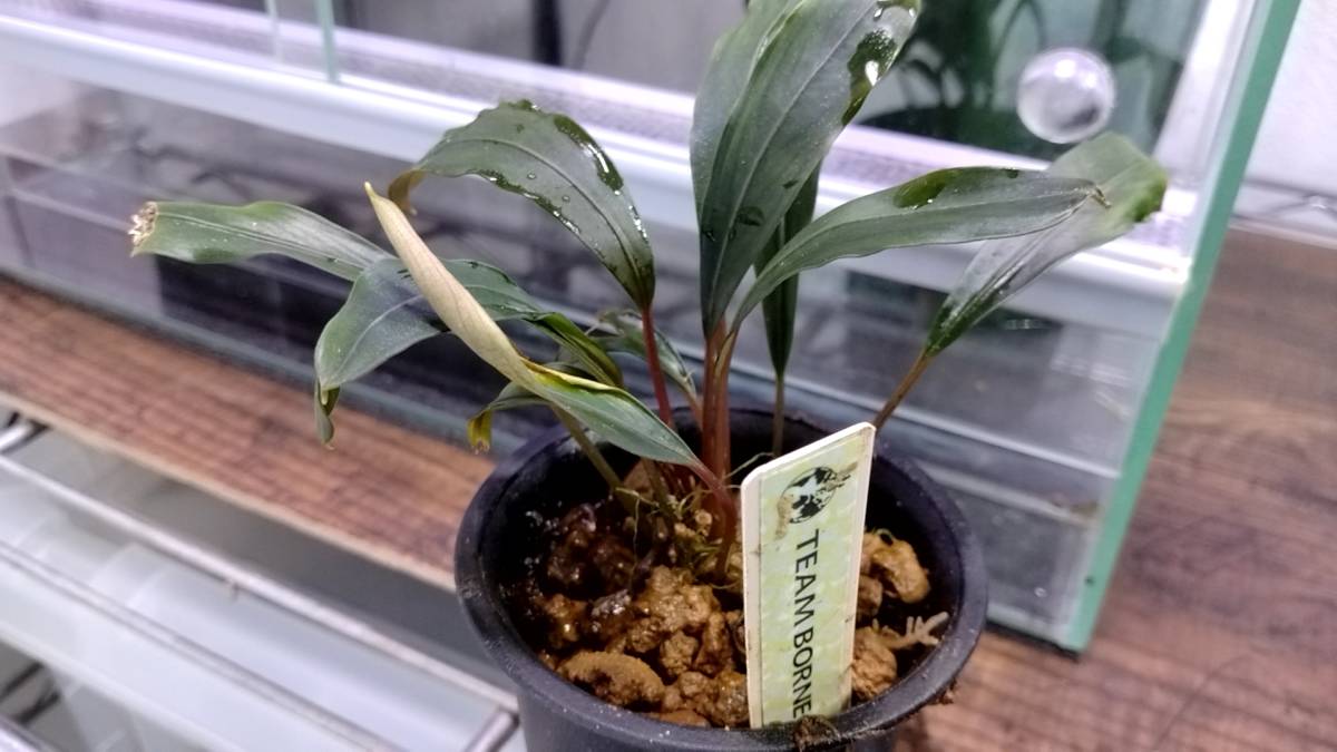 TB便ブセ】Bucephalandra sp. Air besar Landak Kal barat 【TB TB便ブセ】Bucephalandra sp. Air besar Landak Kal barat 【TB