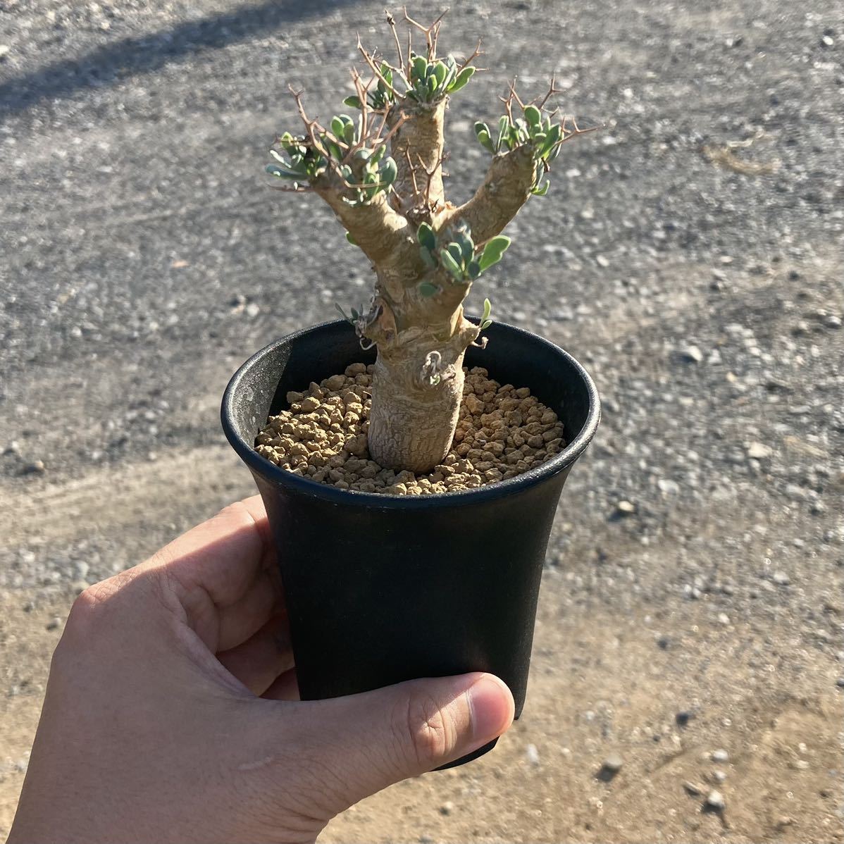 σ オトンナ ユーフォルビオイデス 黒鬼城 実生 3号 Othonna euphorbioides 多肉植物 サボテン ペラルゴニウム チレコドン(サボテン)|売買されたオークション情報、yahooの商品情報をアーカイブ公開 - オークファン(aucfan.com) σ オトンナ ユーフォルビオイデス 黒鬼城 実生 3号 Othonna euphorbioides 多肉植物 サボテン ペラルゴニウム チレコドン(サボテン)|売買されたオークション情報、yahooの商品情報をアーカイブ公開 - オークファン(aucfan.com)