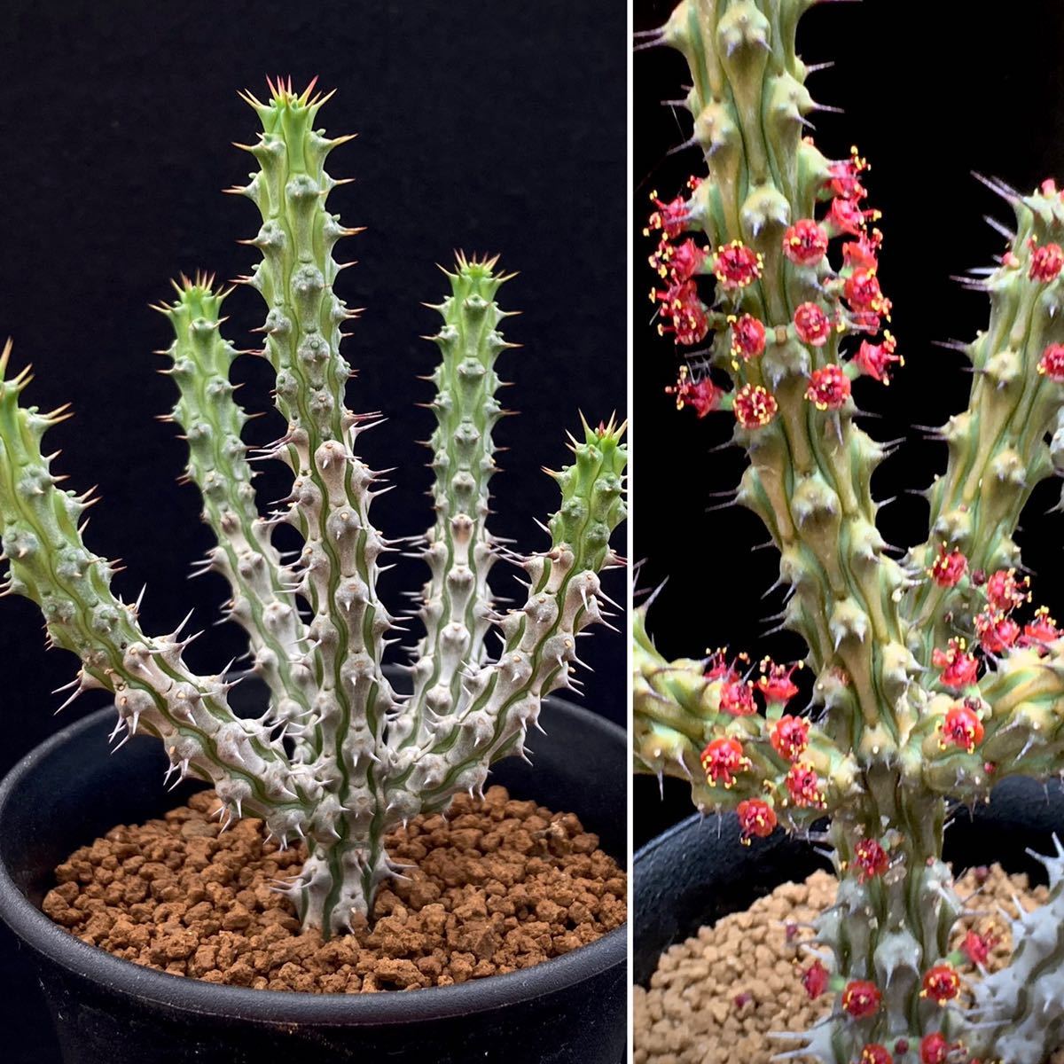 σ ユーフォルビア コルニクラタ 3号 Euphorbia corniculata 多肉植物 サボテン コルニクラータ_左:出品株 / 右:参考画像