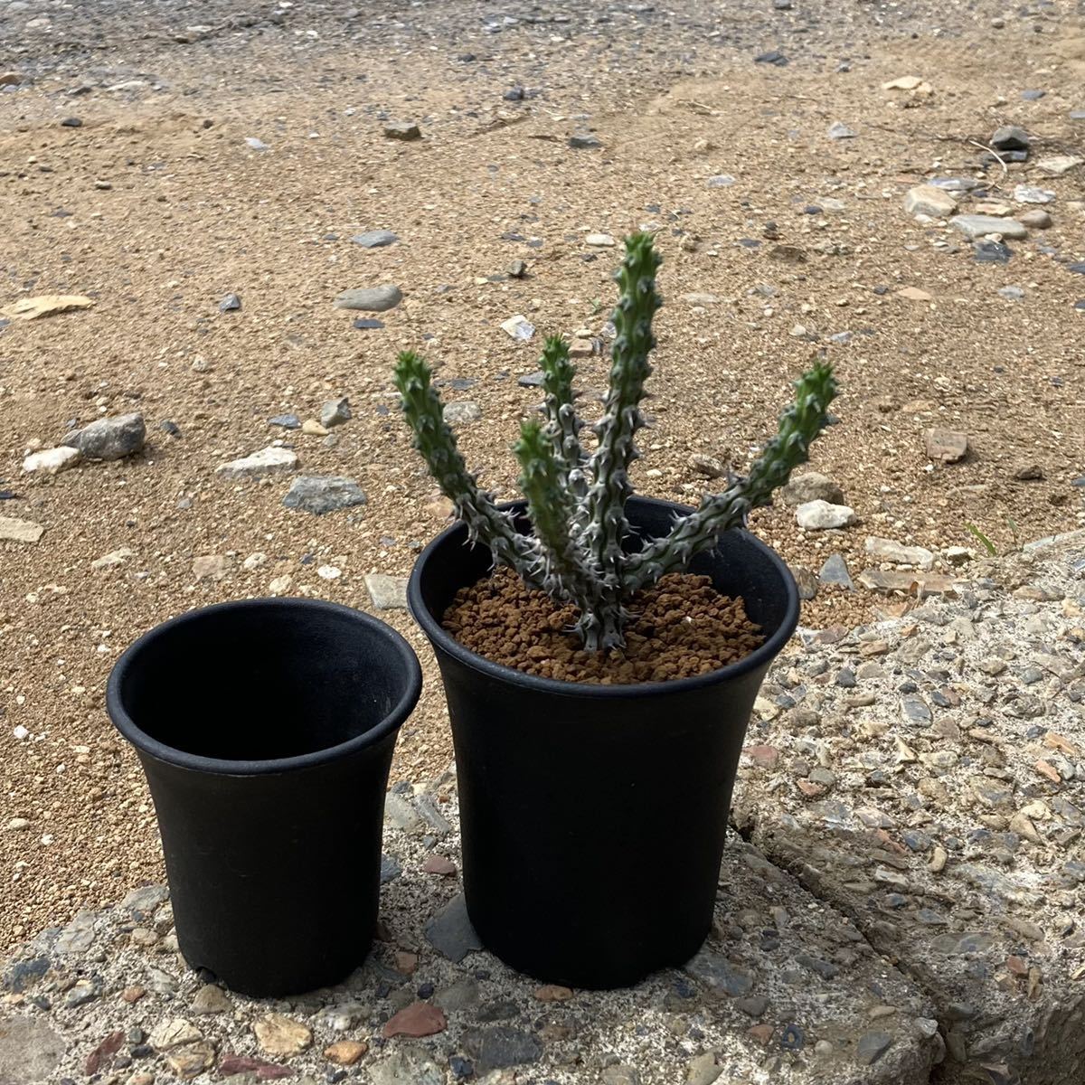 σ ユーフォルビア コルニクラタ 3号 Euphorbia corniculata 多肉植物 サボテン コルニクラータ_左はサイズ比較用2.5号鉢