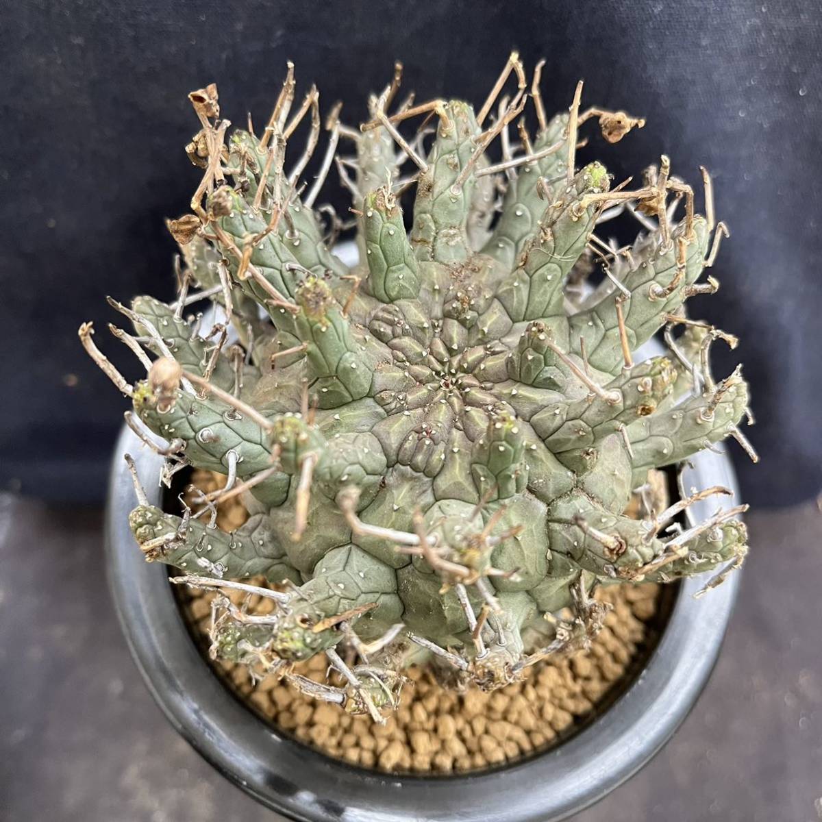 うのにもお得な情報満載！ Euphorbia brevirama ユーフォルビア