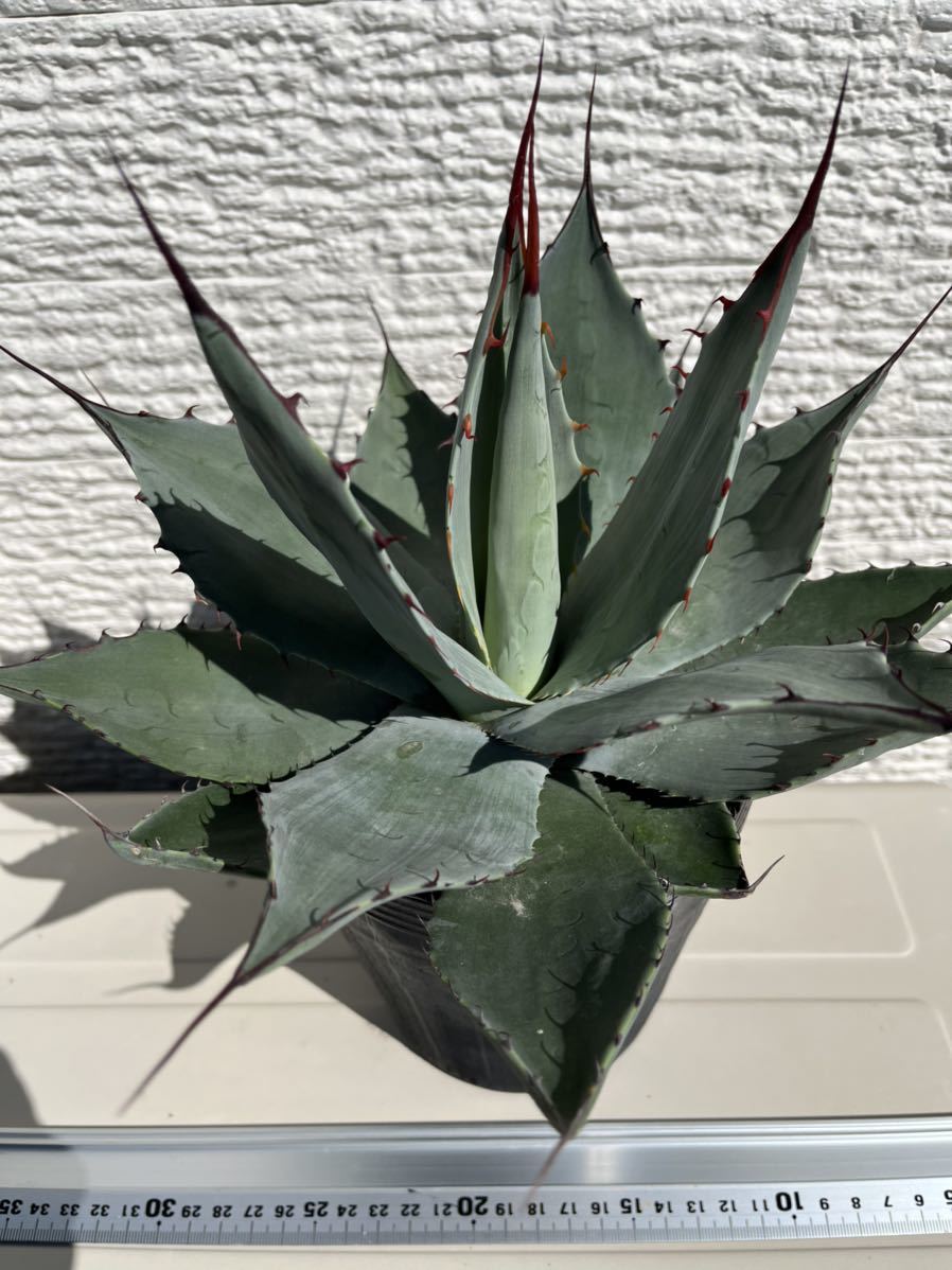 アガベ 吉祥天 パリー 多肉植物 | ntaountakis.gr