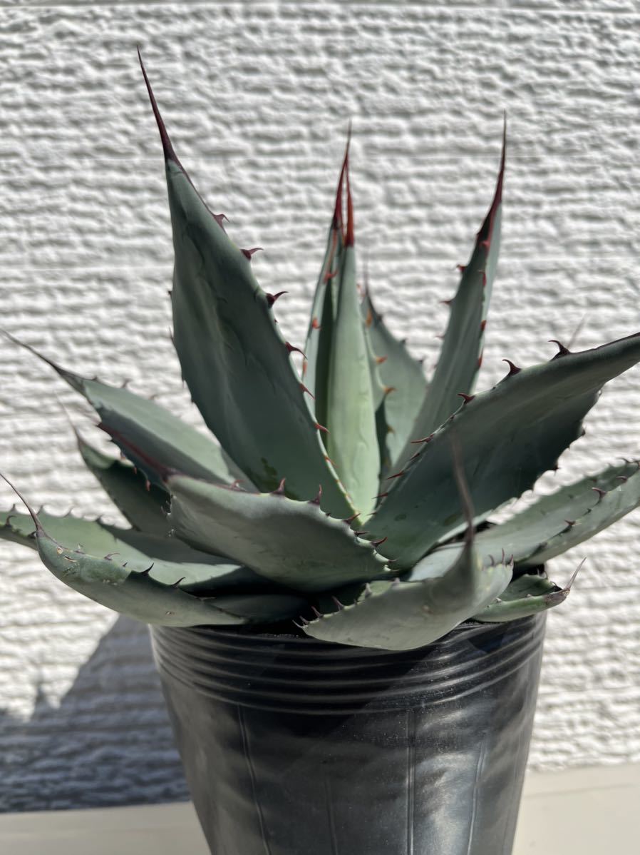 アガベ 吉祥天 パリー 多肉植物 | promo.avimortecidos.com.br