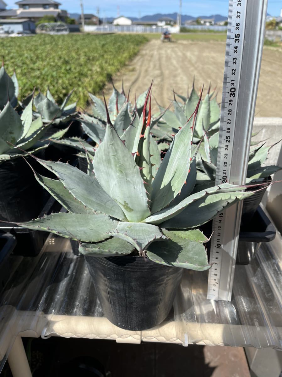 アガベ 吉祥天 パリー 多肉植物 | ntaountakis.gr