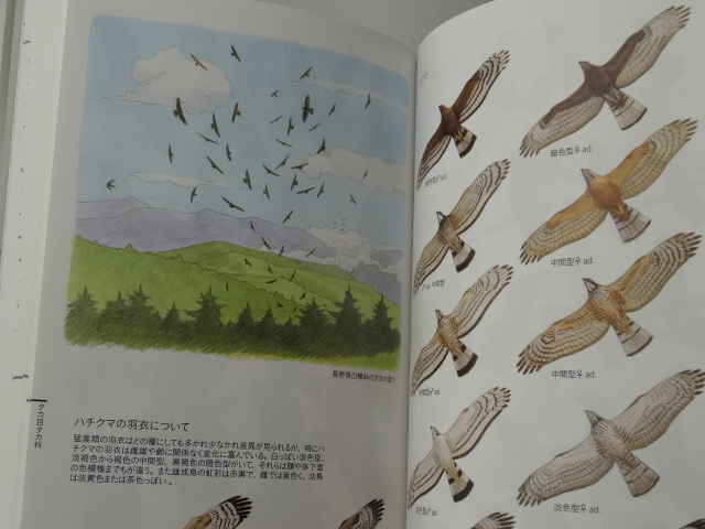 ★文一総合出版、フィールドガイド「日本の野鳥」第2版★_画像5