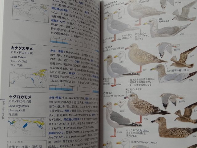 ★文一総合出版、フィールドガイド「日本の野鳥」第2版★_画像6