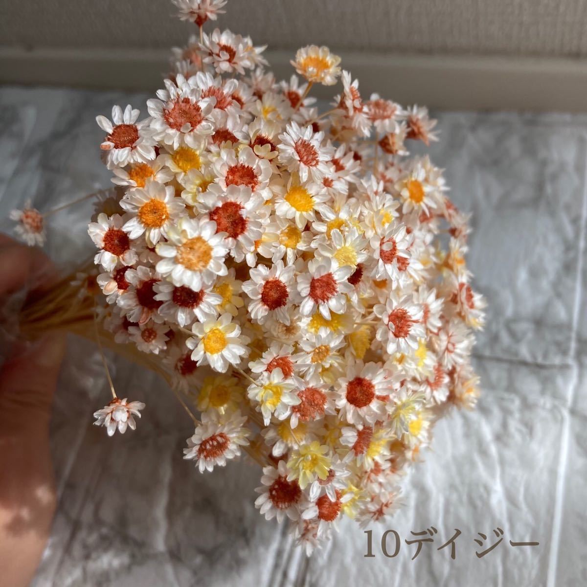 大人気 スターフラワーブロッサム デイジー ハーバリウム30本 キャメル 花材｜PayPayフリマ