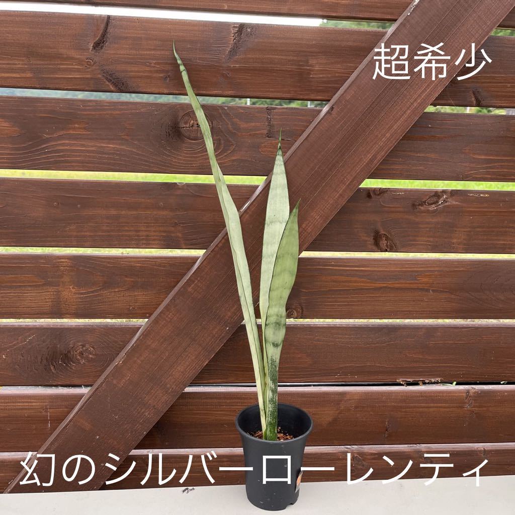 月刊 横山めぐみ FUJIO SAIMON 037 SHINCHO MOOK 写真集 月刊 横山めぐみ FUJIO SAIMON 037 SHINCHO MOOK 写真集