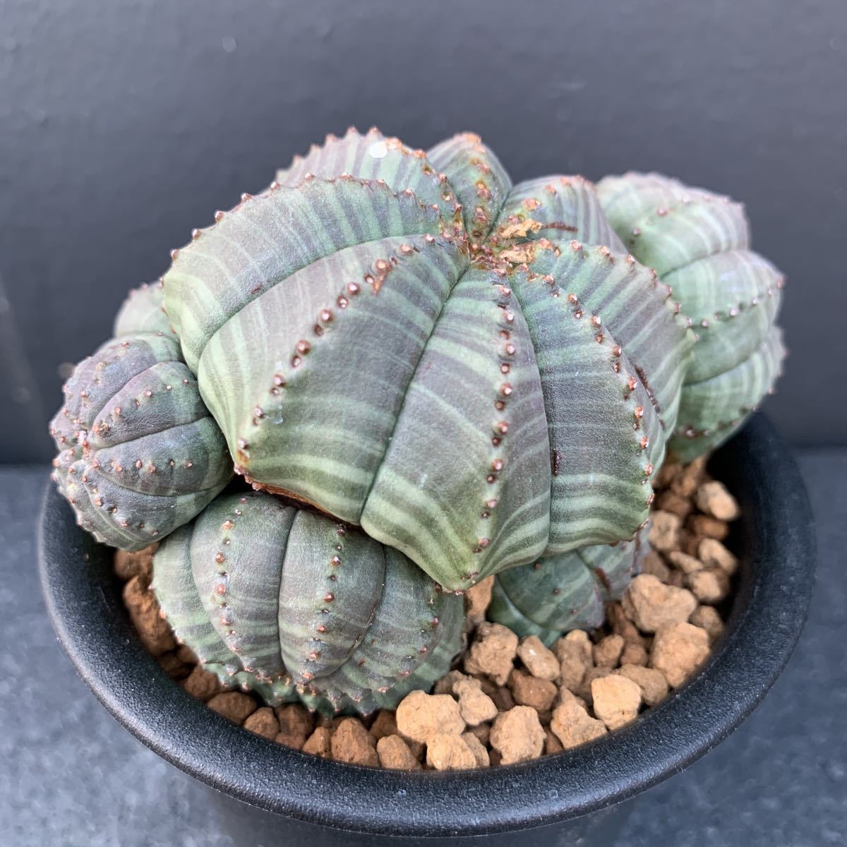 【003】オベサ・カエスピトーサ（Euphorbia obesa) (検)コーデックス 塊根植物 サボテン_画像2