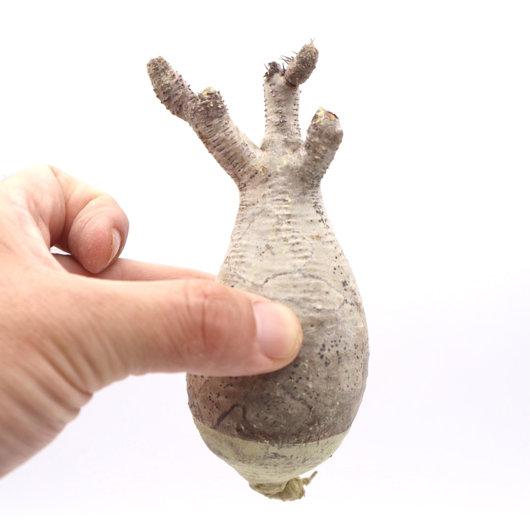P1072 パキポディウム グラキリス Pachypodium rosulatum var