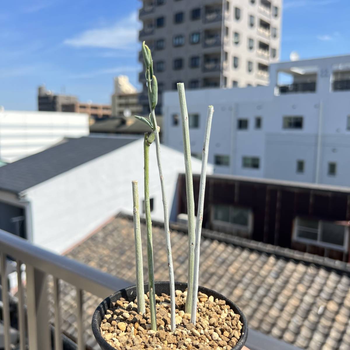 希少種　山木の挿木　Adenia pechuelii アデニア ペチュエリー　塊根植物 多肉植物 コーデックス　パキプス　グラキリス　バリー　②_画像2