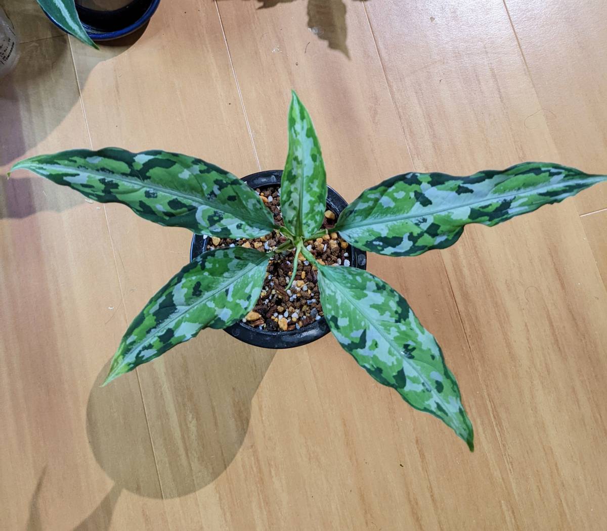 Aglaonema pictum tricolor LA0817-04m増殖株